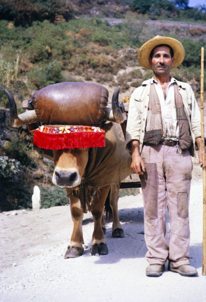 A series of images about port wine production in Portugal c 1960 - portrait of man standing next to
