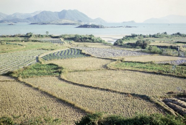 Rice paddy fields and vegetables growing on farmland, Pak Choy, Sai Kung, New Territories, Hong