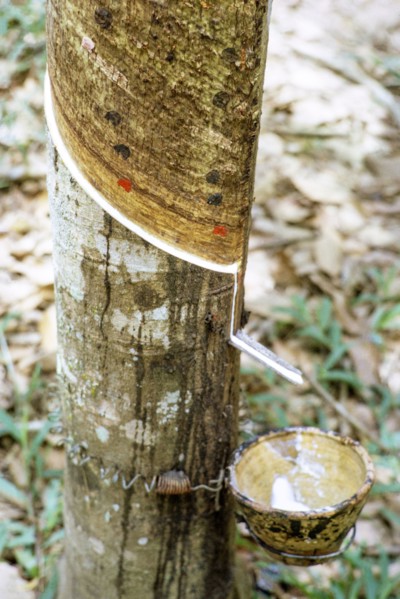 Rubber tree latex dripping down groove cut into tree trunk into collecting cup, Malaysia, south