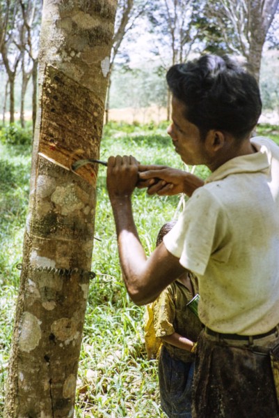 Male rubber tapper stripping off dried latex from rubber tree, Malaya, Malaysia, south east Asia,