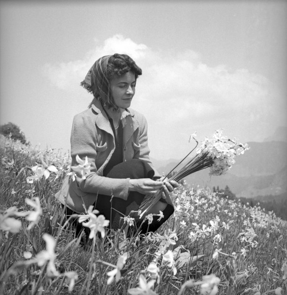 Woman gathering wild narcissus in Vevey, 1942
