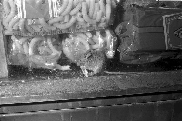 Mice in the window of Denner in Zurich Altstetten 1968