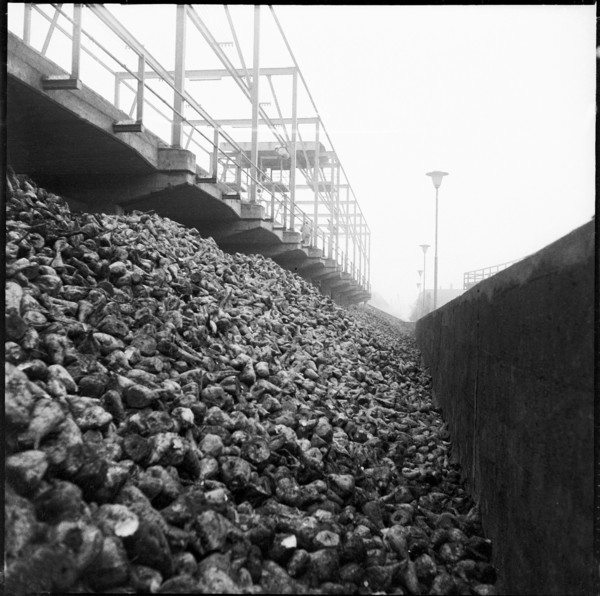 Sugar beets beside the Aarberg sugar factory and refinery 1956