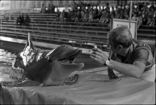 Dolphin training 1970