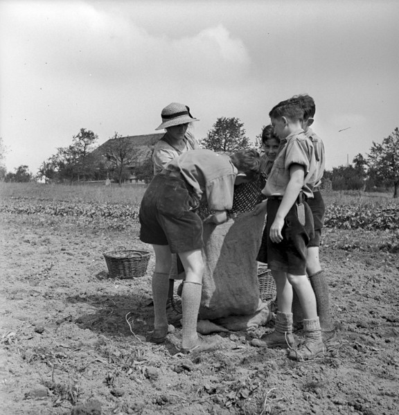 Swiss boy scouts helping in the country 1939