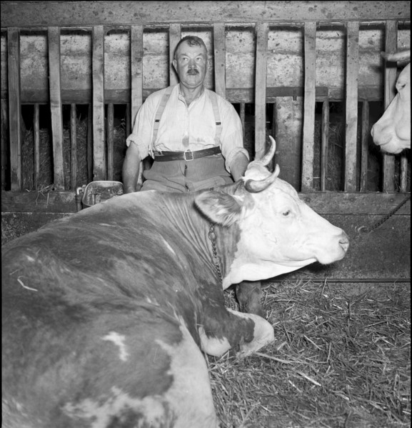 Farmer and cow in Bourgeaud VD 1950