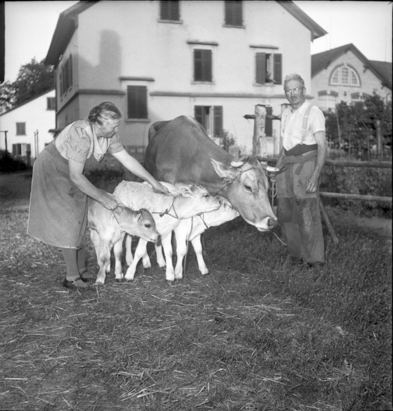 Farmers with cow and calves, triplet in Niederuster 1948