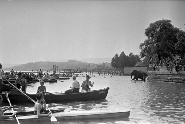 The crowd is watching the elefants of the Circus Knie having a bath in Lake Zurich, 1944