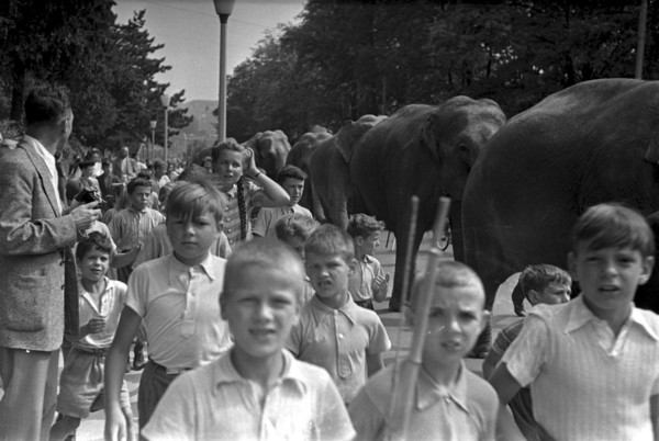 Children walking along with the parade of the elefants of Circus Knie through Zurich, 1944