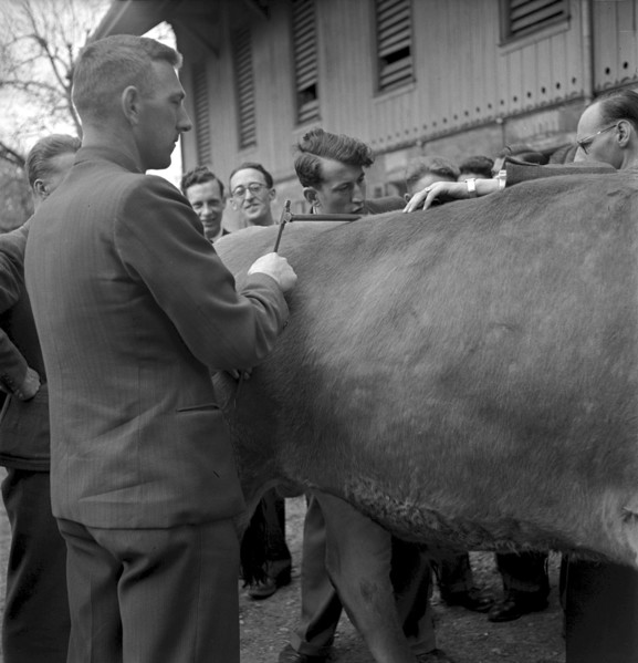 Asses of a cow at agriculture school Strickhof, Zurich 1940