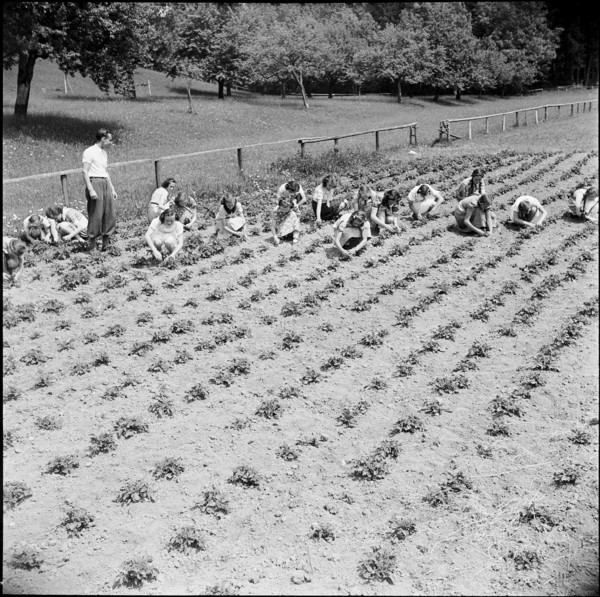 Pupils collecting Colorado beetles, 1940