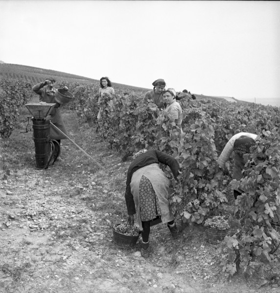 Seasonal workers from Savoy for grape harvest Waadt/Vaud region, 1946