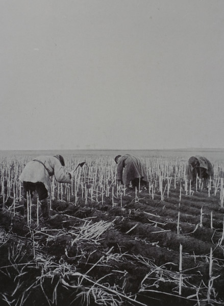 Harvesting sorghum roots for fuel Photo by Martynov