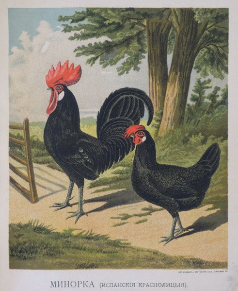 Hen and rooster