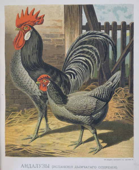 Hen and rooster