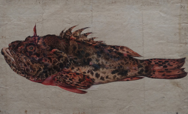 Study of a Fish