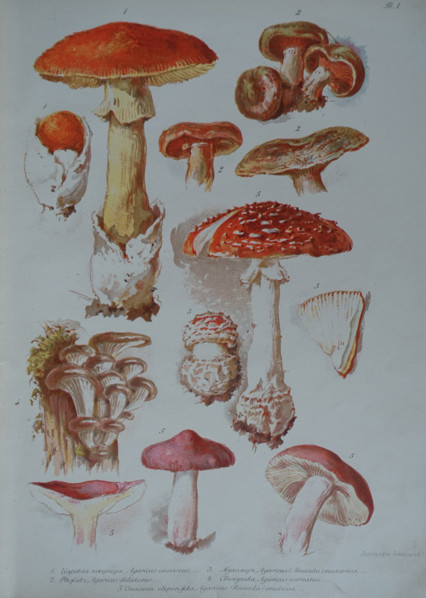 Mushrooms