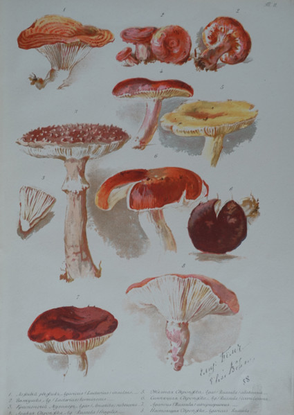 Mushrooms