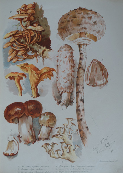 Mushrooms