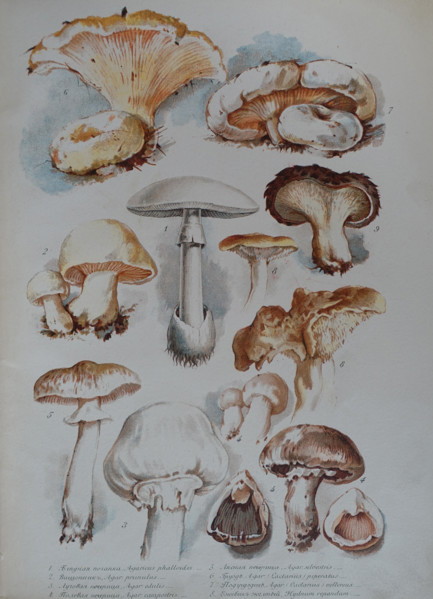 Mushrooms