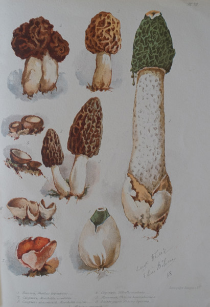 Mushrooms