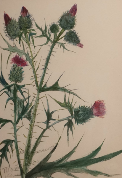 Thistle