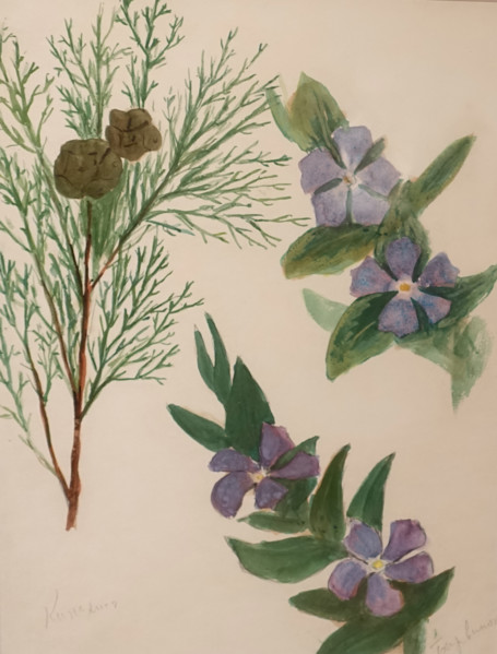 Cypress and Vinca