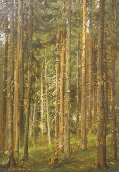 Coniferous forest