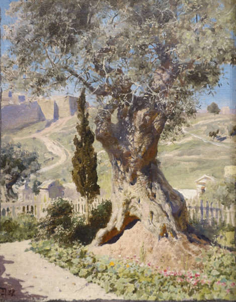Olive in the Garden of Gethsemane