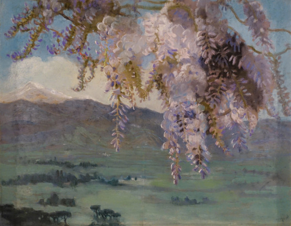 Wisteria is bloom