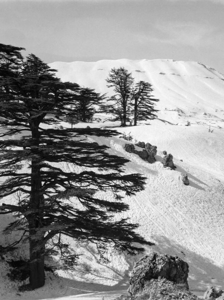 Cedars Ski Resort.