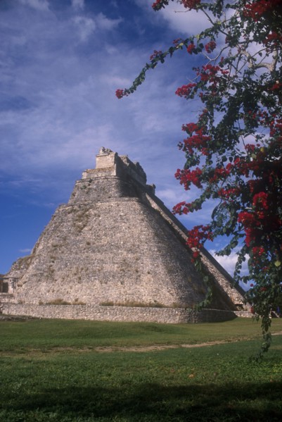 MEXICO, Yucatan, Uxmal, Mayan ruin Pyramid dating from 1000 AD with overhanging flowers on a tree