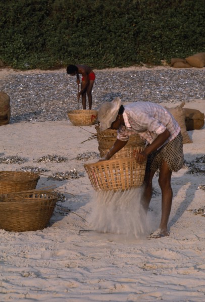 INDIA, Goa, Colva Beach, Men sifting sand from sun dried fish in baskets