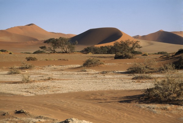 NAMIBIA, Namib Desert, Sossusvlei, Sand dunes and desert plants in clay pan
