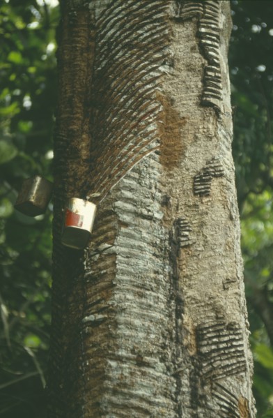 BRAZIL, Amazonas, Amazon, Rubber tree tapping devices