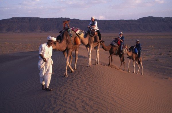 MOROCCO, Zagora Camel Trek, Guide leads Camels through the Desert