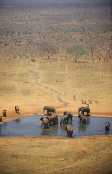 WILDLIFE, Big Game, Elephants, African Elephant herd (loxodonta africana) at watering hole on dry