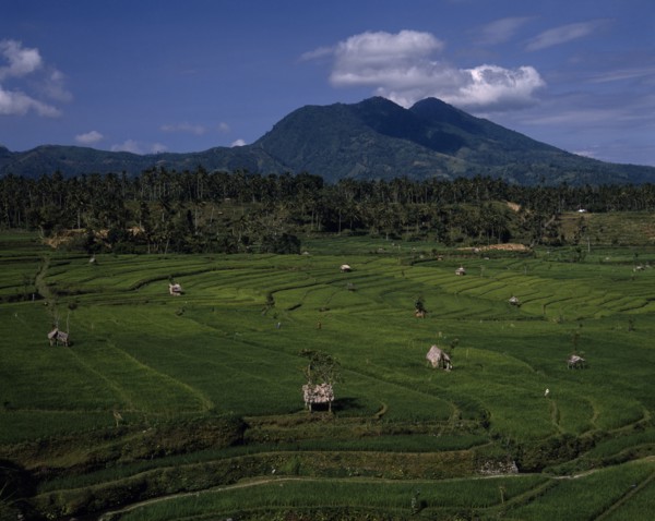 INDONESIA, BALI, View over green paddy fields with palm forest and mountains in the distance