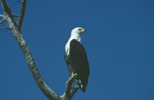 WILDLIFE, Birds, African Fish Eagle, African Fish Eagle (hallaeetus vocifer) sitting in a tree