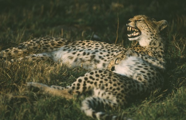 WILDLIFE, Big Game, Cats, Female Cheetah (acinonyx jubatus) lying down with cub in Amboseli Kenya