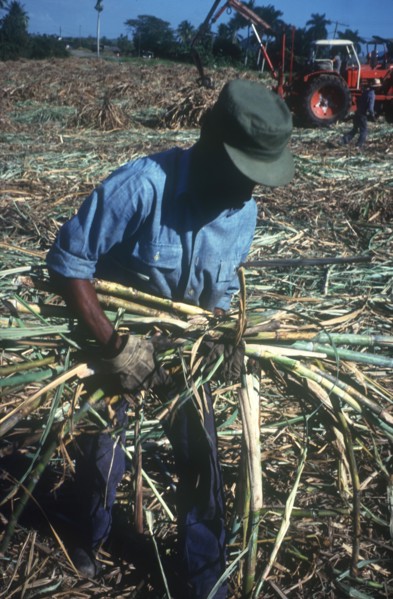 CUBA, Pinar Del Rio, Man harvesting sugar cane with tractor in the background