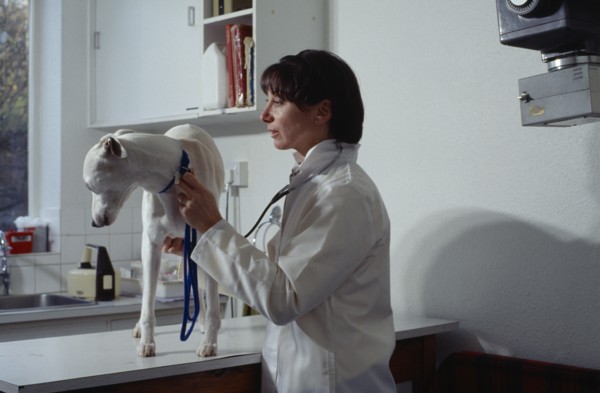 ANIMALS, Domestic, Vet, Female vet examining greyhound in surgery.