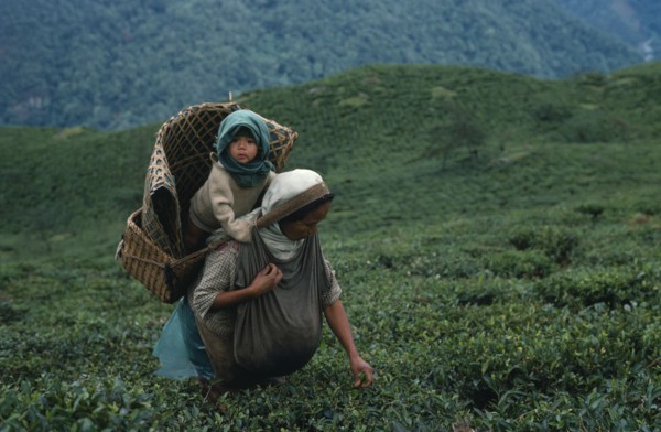 INDIA, West Bengal, Pashok, Tea picker with baby in basket on her back near Darjeeling.