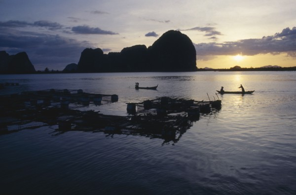 THAILAND, Phang Nga Bay, Fish farm with people in long boats silhouetted at sunset