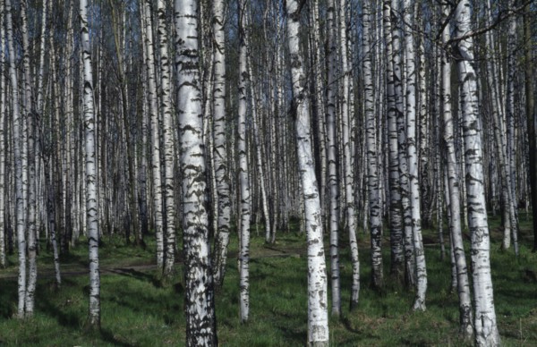 RUSSIA, St Petersberg, Alexander Woods birch trees