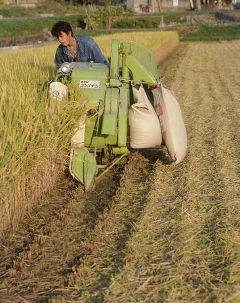 JAPAN, Honshu, Kyoto, Man harvesting rice by machine