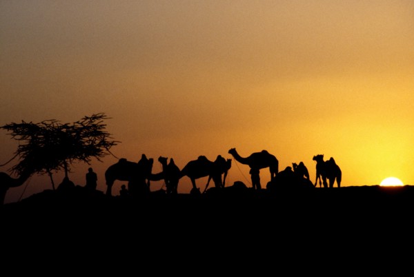 INDIA, Rajasthan, Pushkar , Camel Fair. Silhouette of camels and traiders against golden sky with