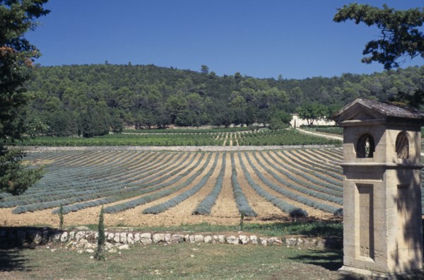 FRANCE, Provence Cote d’Azur, "Near St Maximin, Vineyard,Coteaux Varois, Chateau la Calisse,