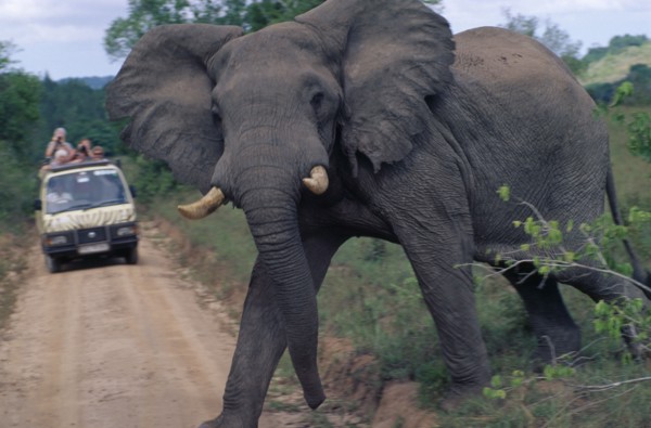 KENYA, Shimba Hills Reserve, Elephant crossing dirt track with Safari truck in the distance