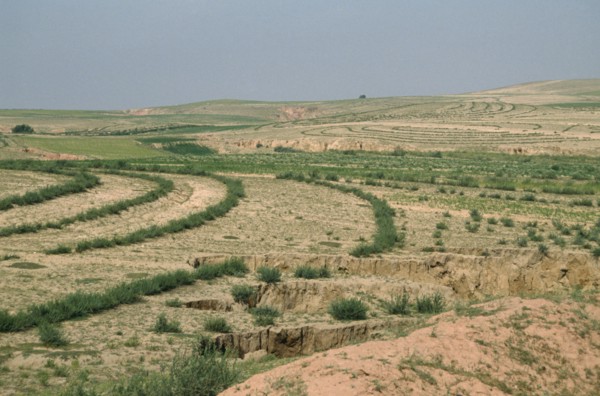MONGOLIA, Desert, Desert Planting
